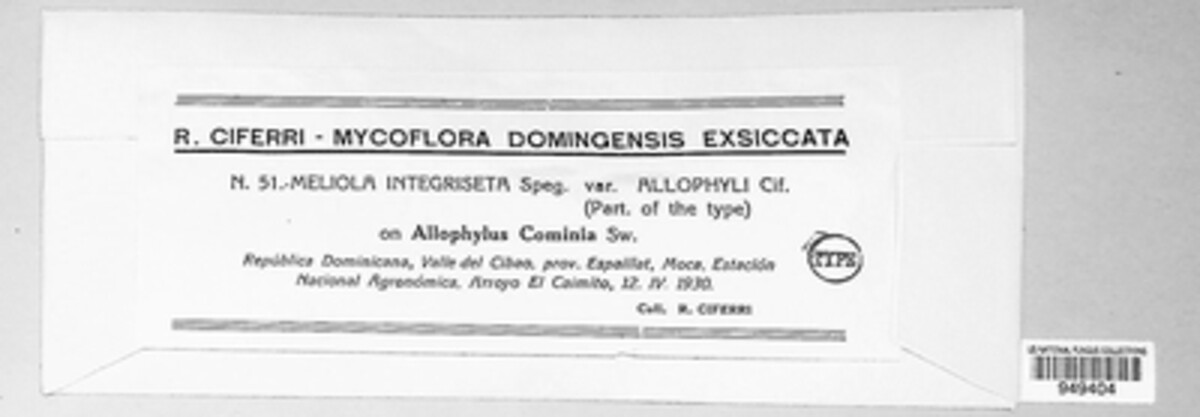 Meliola integriseta image